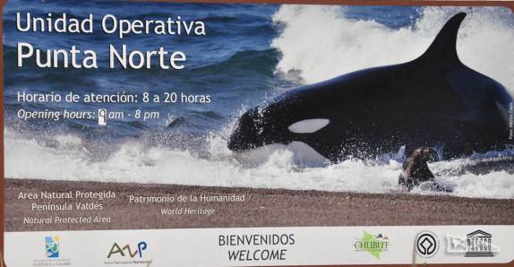 As famosas orcas que vem caçar elefantes e lobos marinhos na praia, uma das principais atrações da Península Valdés, no litoral da  patagônia argentina